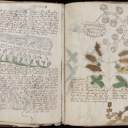 Two distinct pages from the Voynich manuscript, from the biology section and the botany section.