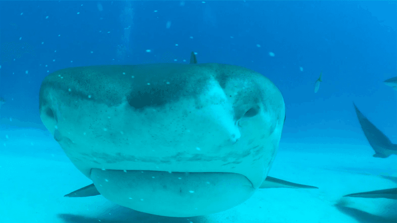 A tiger shark face comes directly at the camera underwater.