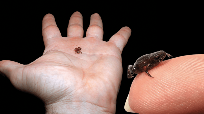 A photograph of the toad on a palm and one on a fingertip. The toad is very small and mostly brown.