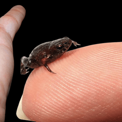 A photograph of the toad on a palm and one on a fingertip. The toad is very small and mostly brown.