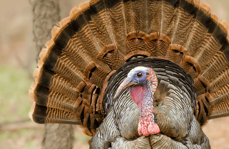 Wild Turkey bird in Minnesota