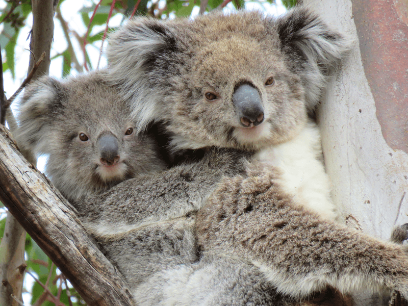 Koalas Kiki and Lulu, despite their differences in ages, both have noses that will allow scientists to recognize them most of their lives.