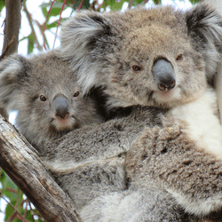 Koalas Kiki and Lulu, despite their differences in ages, both have noses that will allow scientists to recognize them most of their lives.