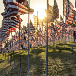 Silhouettes of people among many American USA flags on poles flying at sunset on green field.