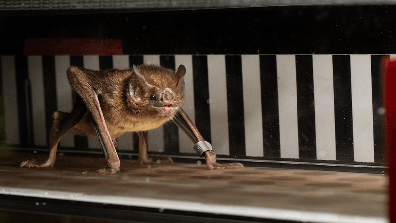 Vampire bat on a treadmill with a black and white striped pattern behind. The bat is on all fours with a small silver tag on its foreleg. It has a cute expression.