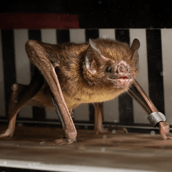 Vampire bat on a treadmill with a black and white striped pattern behind. The bat is on all fours with a small silver tag on its foreleg. It has a cute expression.