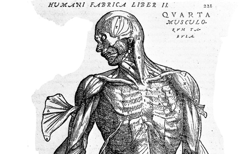 An anatomical drawing of a human from On the Fabric of the Human Body in Seven Books by Andreas Vesalius.