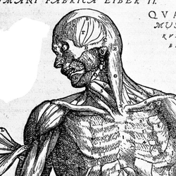 An anatomical drawing of a human from On the Fabric of the Human Body in Seven Books by Andreas Vesalius.