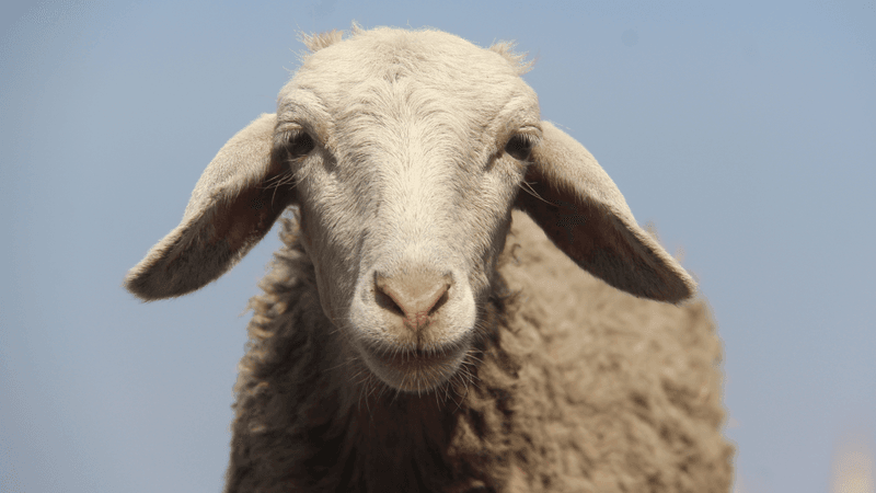 sheep staring at the camera