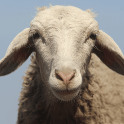 sheep staring at the camera