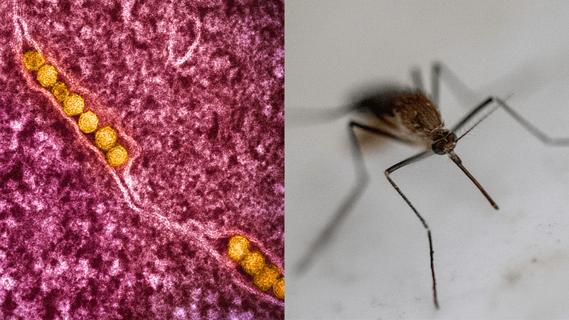 microscope image of West Nile virus, colored yellow (left); close up of Female Culex restuans mosquito (right)