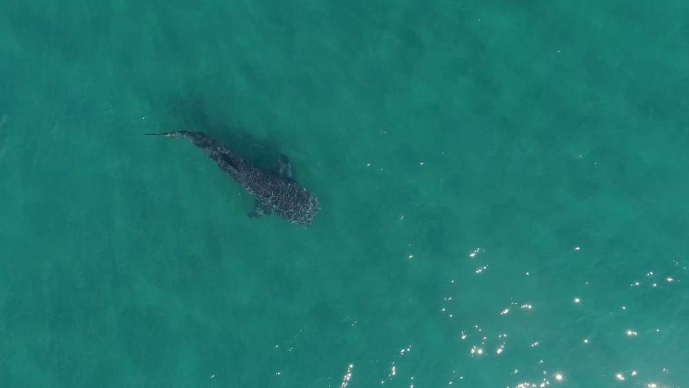 whale shark