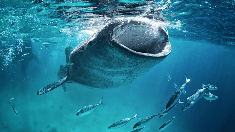 whale shark omnivore