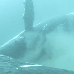 A camera is attached to the back of a humback whale so as it dips to the sandy sea floor and rolls around in the sand to scrub its skin you spin along with the camera 