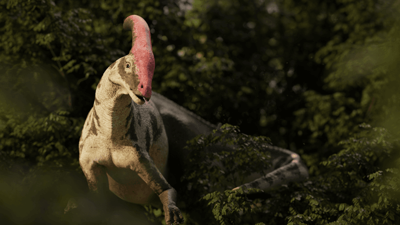 parasaurolophus looking inquisitive